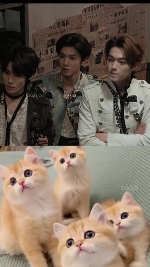 张真源陈哲远许凯同步摇头晃脑,撞脸橘猫表情包