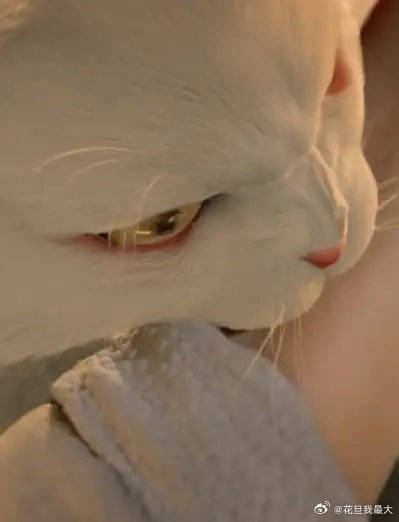 确认过了，他绝对是纯猫奴