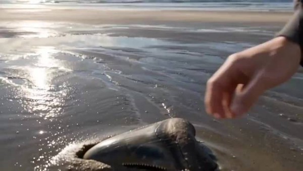 统治海洋两千万年的王，没输给任何对手，最后活活饿死了？