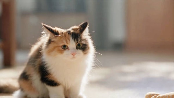 它用小小的身影,温暖了我整个世界, 猫咪/萌宠/AI/治愈