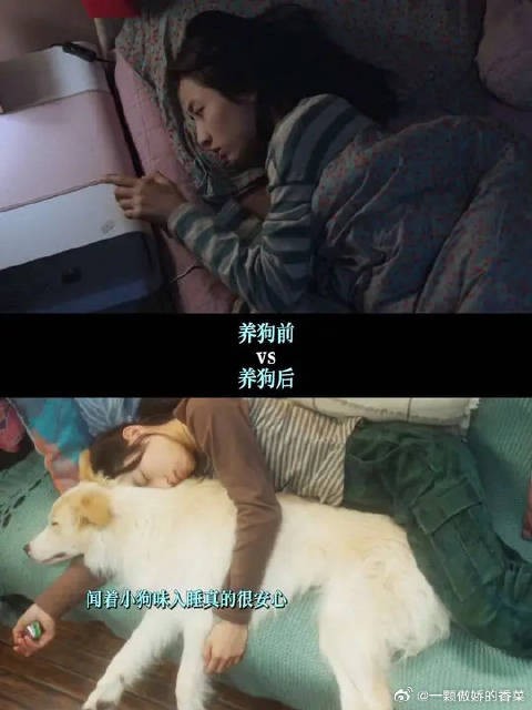 在这个乱糟糟的世界,小狗是我的解药